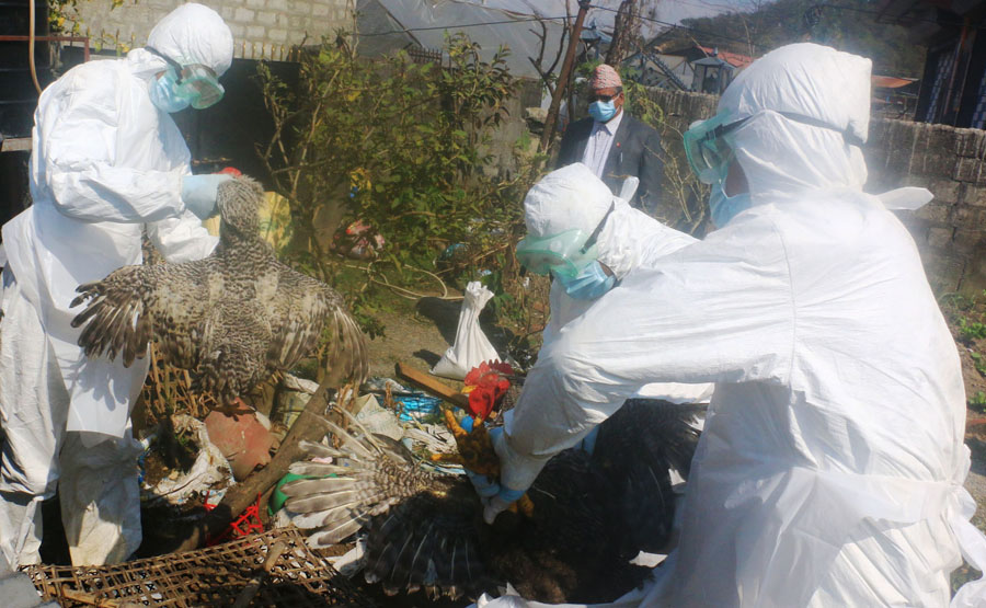 BIRDFLU.jpg