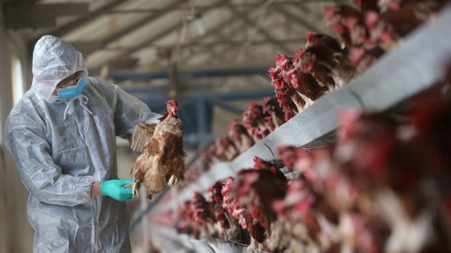 bird-flu.jpg