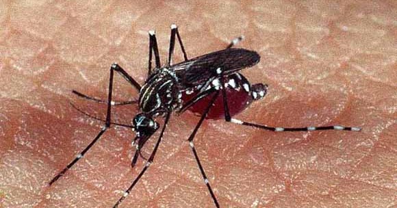 dengue--ji-ha.jpeg