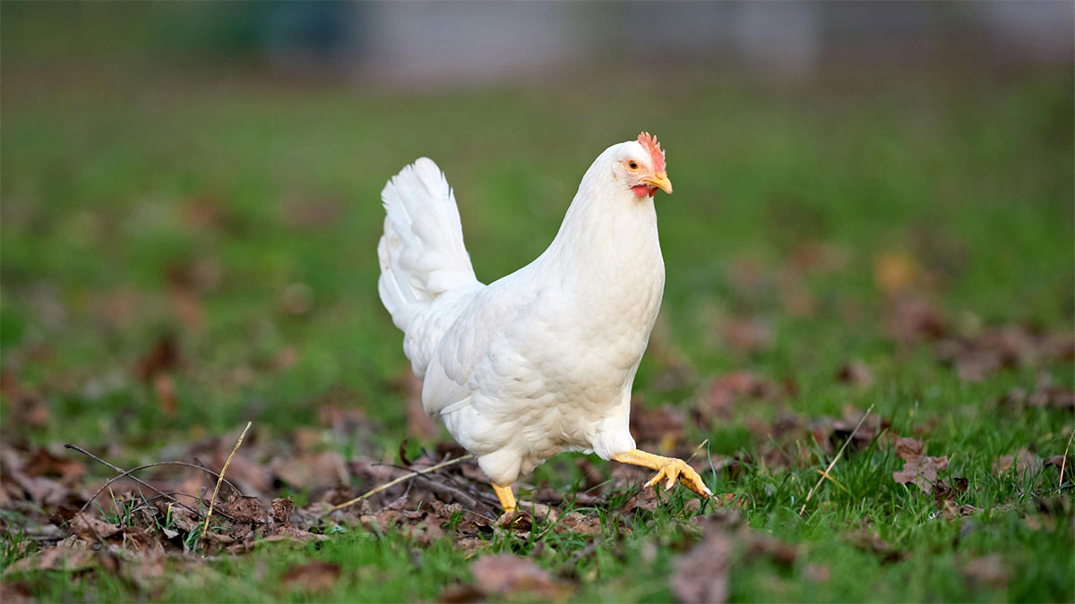 hen-bird-flue.jpg